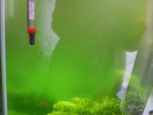 alger-i-akvarium