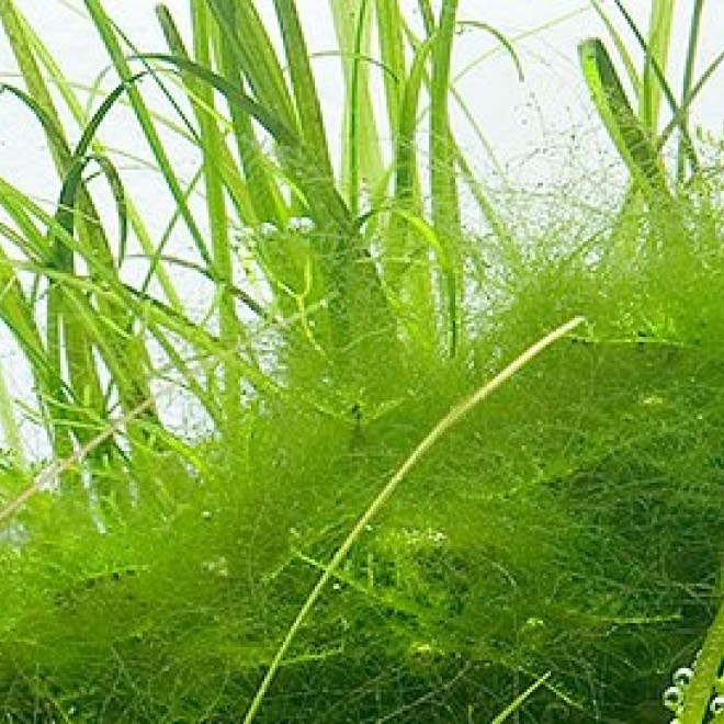 alger-i-akvarium