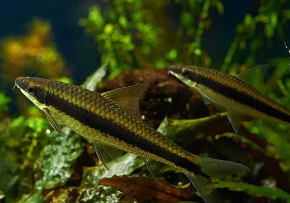 Fiskar och varelser som städar akvarium Siamesisk algätare