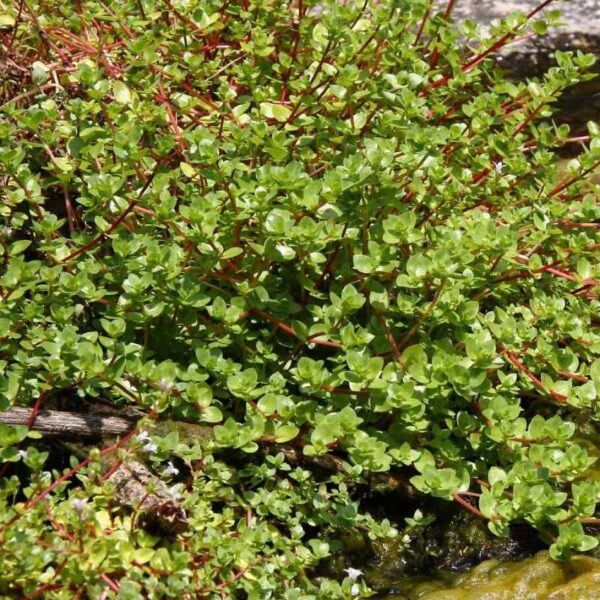 oldenlandia salzmannii